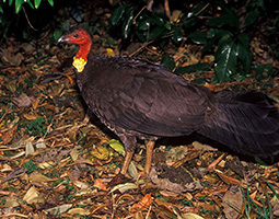 Australian brush turkey